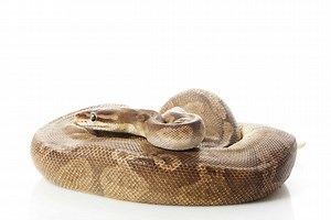 Sunset Ball Python