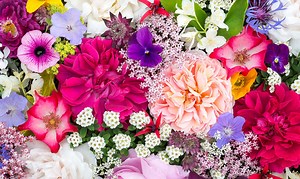 Keep Your Garden Blooming All Summer Long with These Flowers