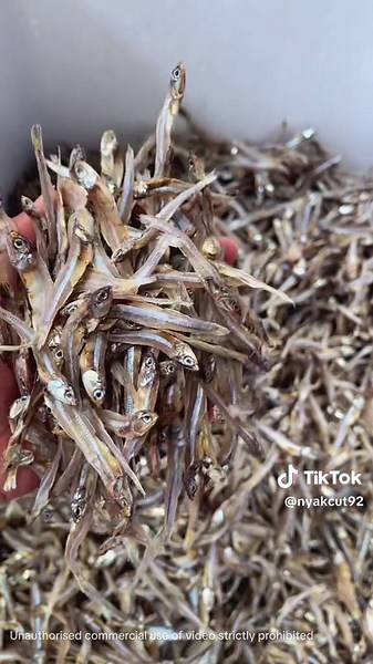 Menggali Keunikan Ikan Bilis di Aceh