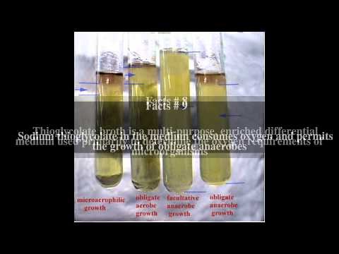 Thioglycolate broth Top # 15 Facts