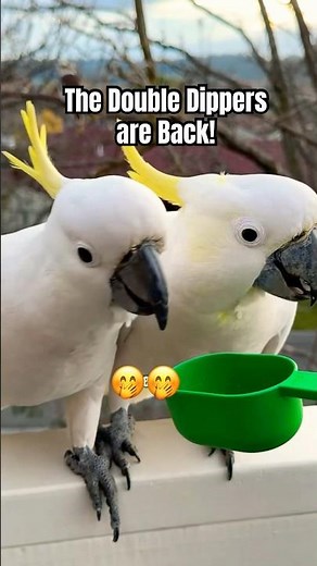 Cockatoos What Makes them so Special! 🤩