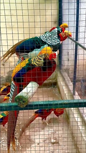 Pheasant Aviary Setup Guide | Beautiful Aviary Design for Exotic Birds #aviary #Avian #pheasant