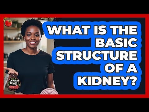 What Is The Basic Structure Of A Kidney?