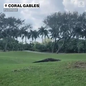 17K views · 386 reactions | The sight of this huge, 14-15 foot alligator strolling through a golf course in Florida leaves us with one thought: "we're going to need a bigger golf cart." https://abcn.ws/38cTAXs | ABC World News Tonight with David Muir | Facebook