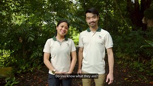 5.9K views · 366 reactions | From primary and secondary forests, to...