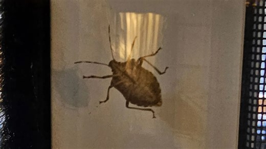 Stink bug invasion: unwelcome guests seek cozy winter getaway
