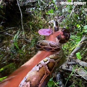 20K views · 386 reactions | Capturing The Biggest Invasive Species In The Swamp | Python Cowboy Hunts | Facebook