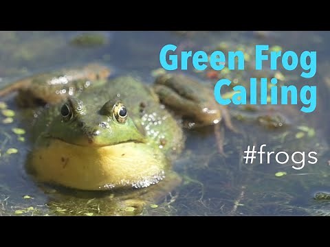 👀 Green Frog (Lithobates clamitans) - Mating and Display Calls