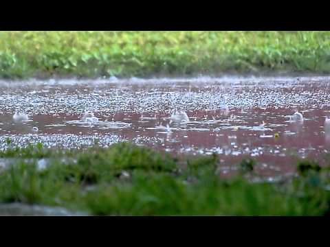 Heavy rain falling - Free stock video - orangeHD.com