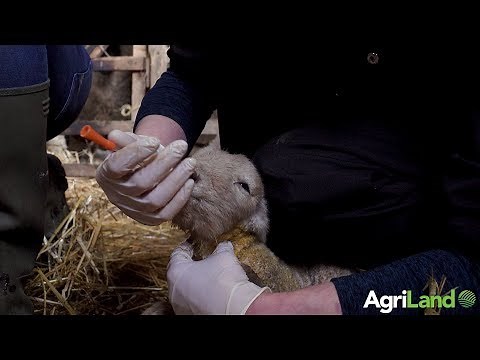How to tube feed newborn lambs