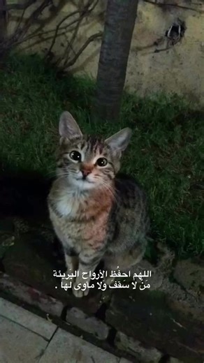 ‏♥️♥️ #AskAli #اسألAli #اسئلALI #اسئل_علي #pets