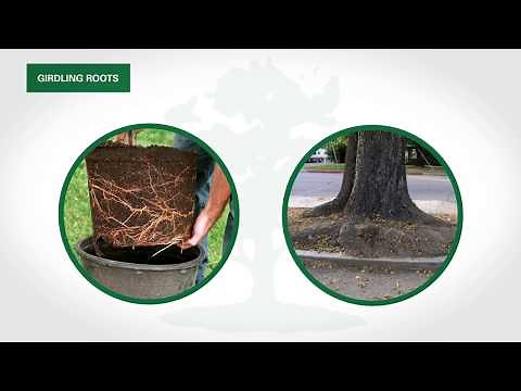 How to Treat and Remove Tree Girdling Roots