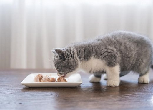 Weaning Kittens: When and How To Introduce Solid Food