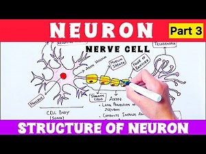 Nerve Cell || Neuron || Introduction of Neuron || Structure of Neuron || Parts of Neurone #neuron