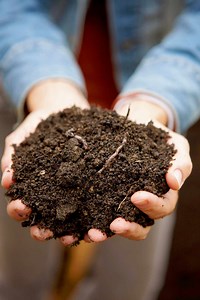 Topsoil Truths You Should Know to Help Your Plants Thrive