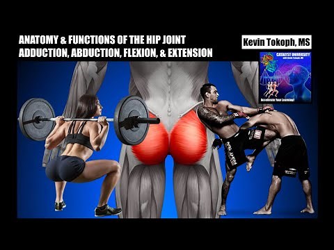 Anatomy & Functions of the Hip Joint Muscle | Adduction, Abduction, Flexors, & Extensors