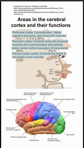 Areas in the cerebral cortex and their functions