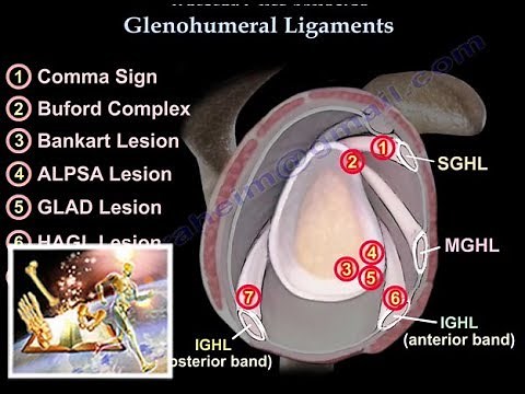 Glenohumeral Ligaments, ligaments of the shoulder - Everything You Need To Know - Dr. Nabil Ebraheim