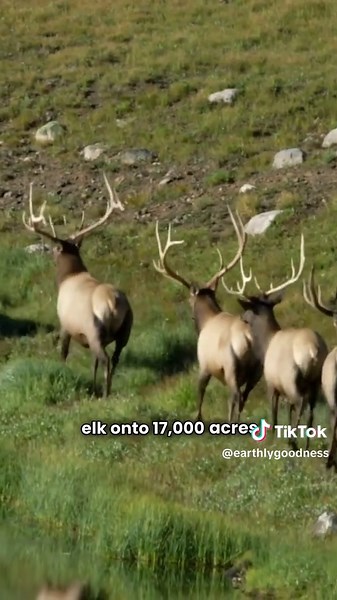 Good News: Denmark's Energy Breakthrough and Elk Return
