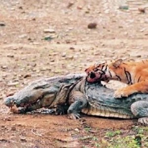 9.8K views | Tiger Attack Crocodile To Save Python - Tigers Defeated Crocodiles Because Of Scramble For Food | Animals World & Nature | Facebook