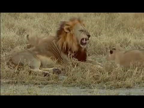 Big Cat Challenge | Nat Geo Wild Documentary