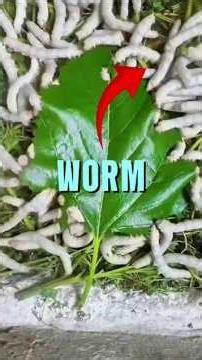 The Bittersweet Truth About Silk 🐛✨#Silkworm #SilkFacts #shorts
