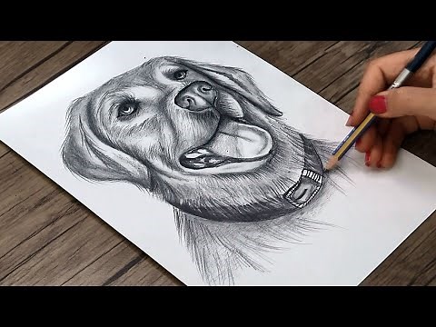 How to Draw a Realistic Dog Head Step by Step | Pencil Drawing Tutorial