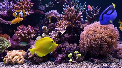 4K Marine Aquarium Screensaver for Ultra HD TV screens or Windows