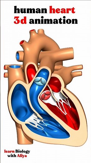 human heart 3d animation | #medical #animation #3d #short | learn Biology with Aliya