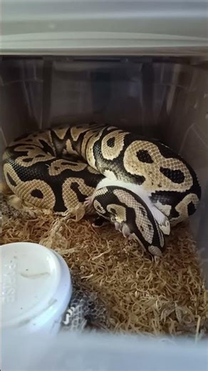 Freshly Shed and Ready to Eat! Feeding My Pastel Orange Dream Chocolate 🐍🍴