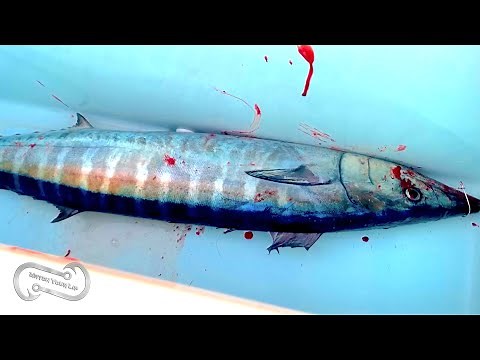 Wahoo Catch and Cook - 3 Amazing Recipies All in 20 minutes