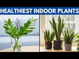 12 Healthiest Indoor Plants for a Healthier Home | Benefits & Care