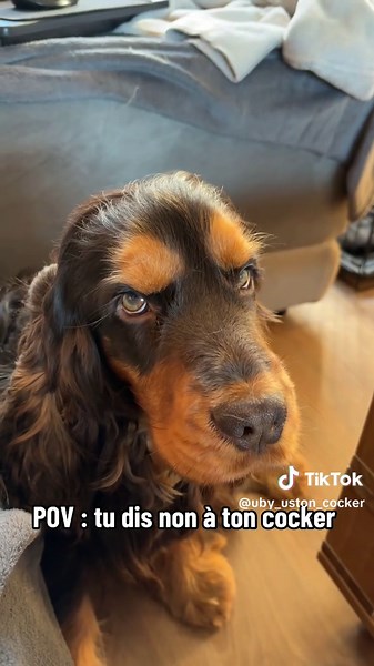 Uby&Uston_Cocker sur TikTok