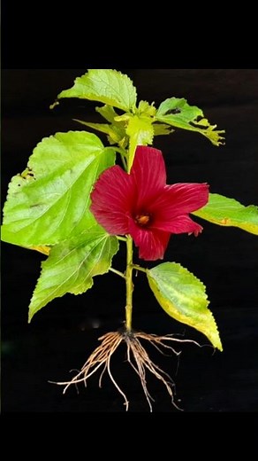 How to propagate hibiscus plant from cuttings | Growing hibiscus plant from cutting | Grow hibiscus