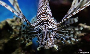 3 Easy Ways to Stop Invasive Species