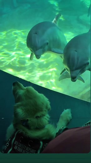 The connection with the dolphins is truly amazing.#Dolphin #Marine #Heartwarming #Animal#Ocean