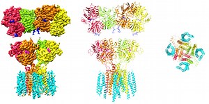 Cryo-EM structure of the AMPA receptor in complex with its auxiliary subunit cornichon