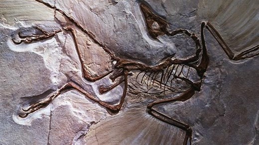 10 of the most amazing dinosaurs discovered in 2021