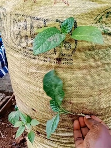 Créer un jardin potager avec entrepreneuriat féminin