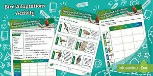 Bird Adaptations Activity