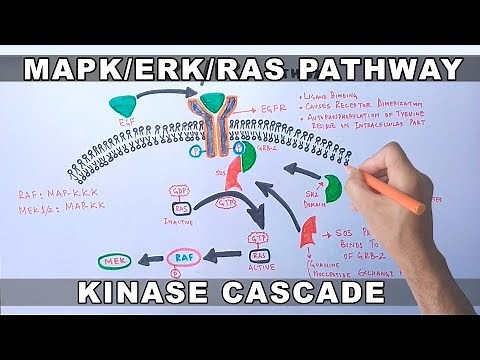 MAPK/ERK Signaling Pathway