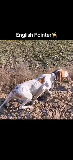 English Pointer Hunting Dogs Videos | Best Quality Reel Compilation