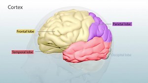 36K views · 561 reactions | Check out the major structures and functions of the Human Brain | The National Institute on Drug Abuse - NIDA | Facebook