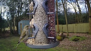 Can you tell the difference between a male & female greenfinch? The females are more brown and often streaky. The males are a brighter green. Here, the Birdsy cam picks up this pair feeding on this triple feeder. A feeder like this is perfect for Birdsy to monitor as it delivers 3 different food types so can attract a wide variety of species. Set-up: Rob Winstanley You can watch this cam, and many more, live on Birdsy.com #Greenfinch #Birds #Wildlife #Nature | Birdsy