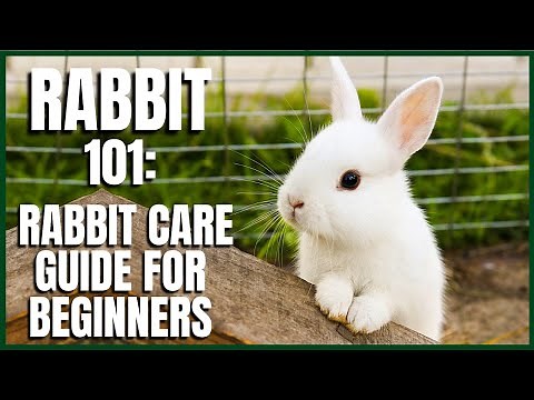 Rabbit 101: Rabbit Care Guide for Beginners