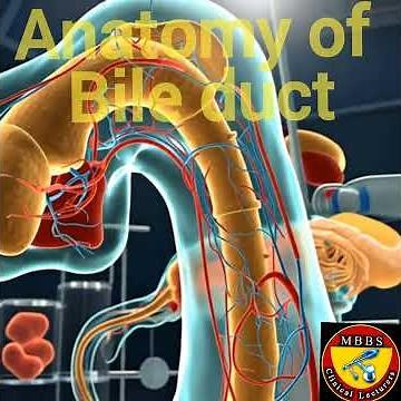 Anatomy of Bile duct