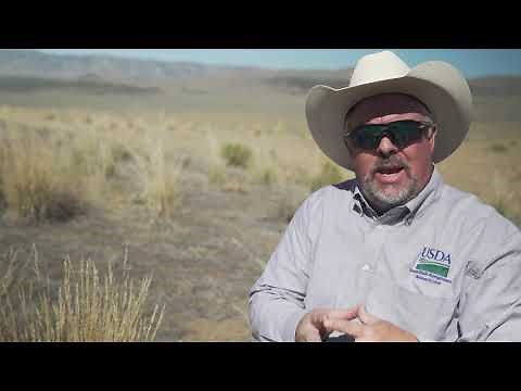 Cheating Cheatgrass