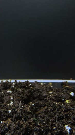 EPIC Radish Growing From Seed - Time Lapse