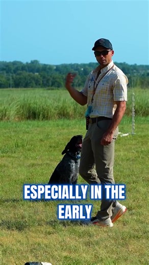 12K views · 76 reactions | Why its important to take notes during dog training. Wether you are just starting out of have a whole string of dogs you are training, notes are necessary to stay on track! Stay tuned for more dog training tips. #DogTraining #RetrievingSkills #BackCasting #DogTrainingTips | Standing Stone Kennels | Facebook