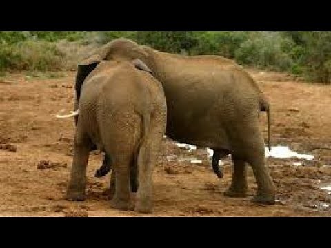 Elephant Courtship and Reproduction: Insights into These Amazing Creatures